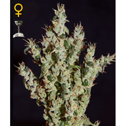 NL5 Haze Mist 